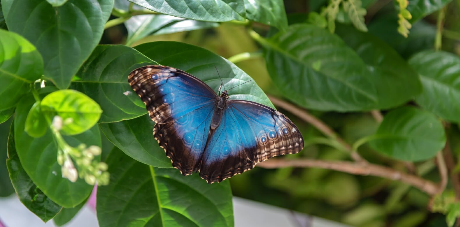 ALB Destination Al Noor Island Butterfly Sanctuary 1